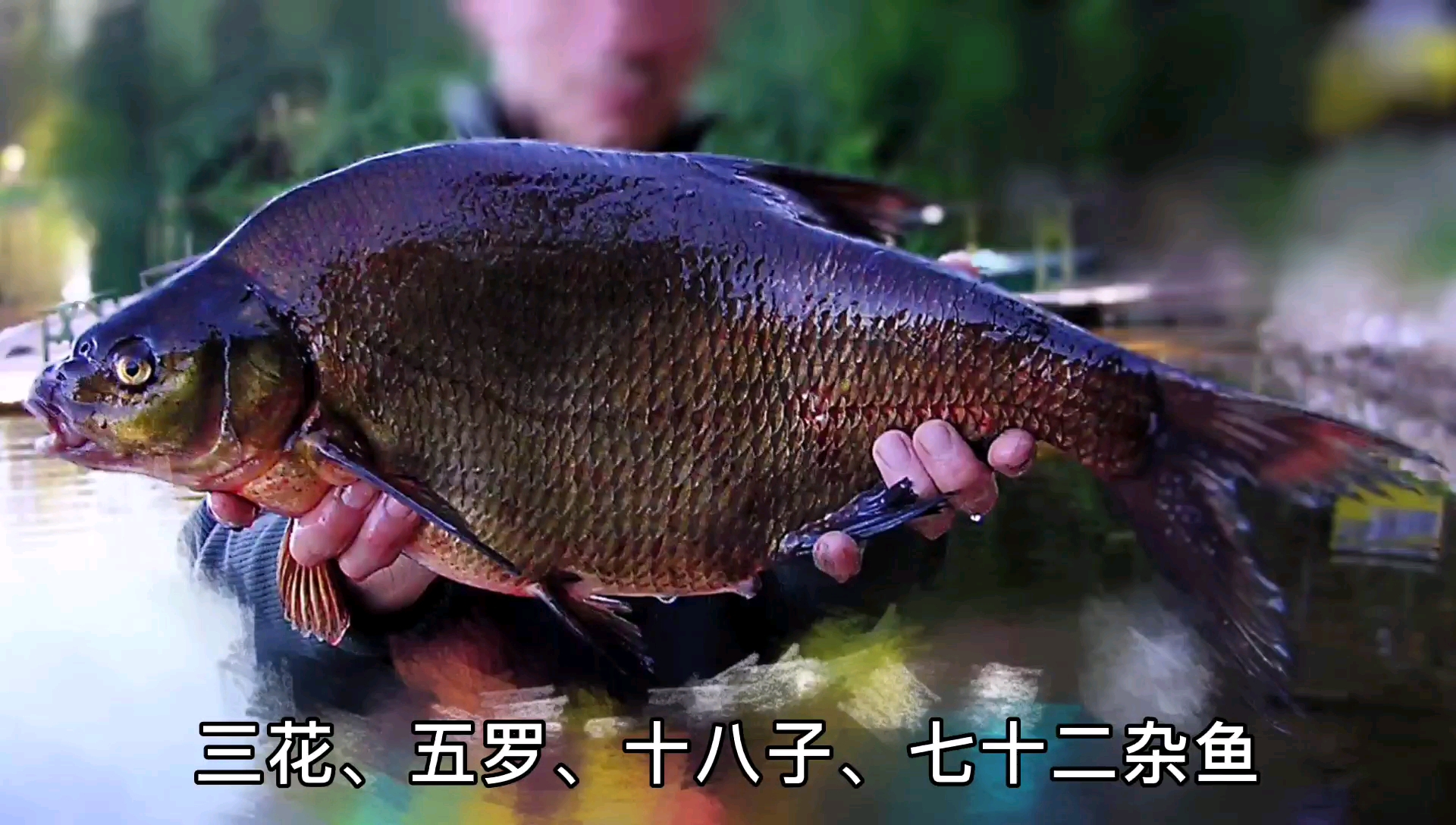 东北法罗鱼——多年不见,老渔民都不认识!去俄远东还能捞到!