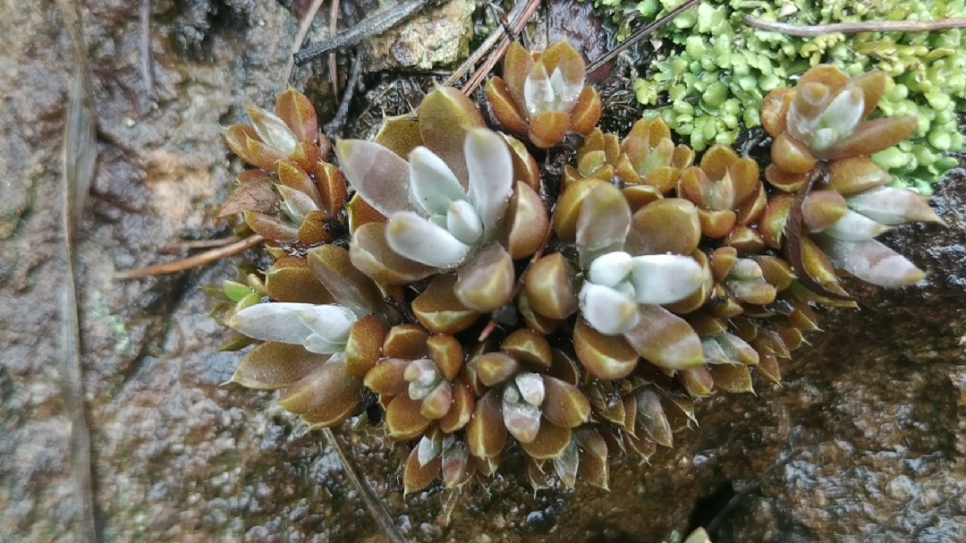 小胖上山帮朋友找九死还魂草,还发现了一大片野生多肉植物