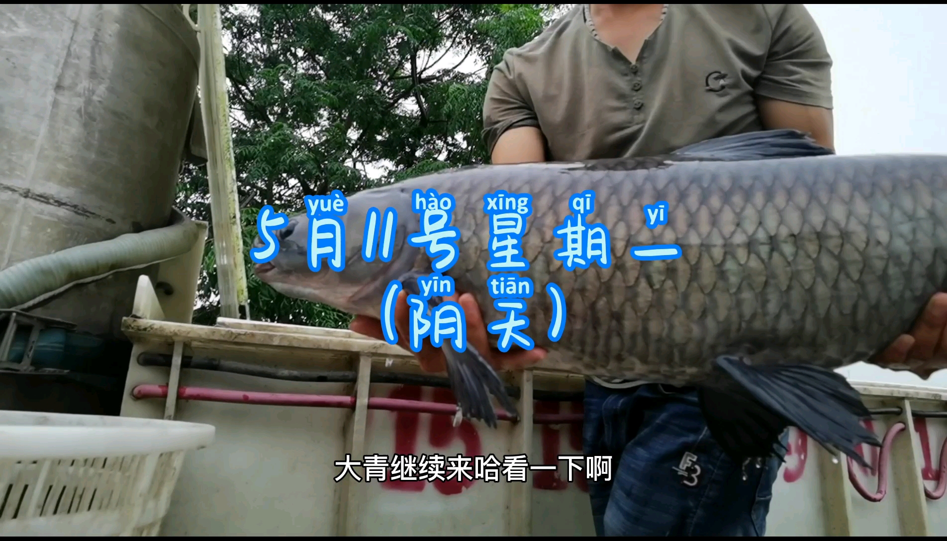 钓大青鱼大草鱼,钓获一条青鱼背上有红色的记号,奖励8888块!