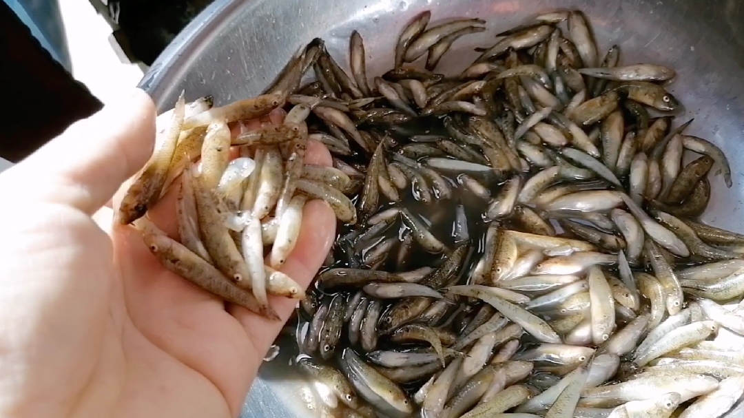 随州特产“”哈巴狗”,张哥带大家看看美味,你们吃过了吗?