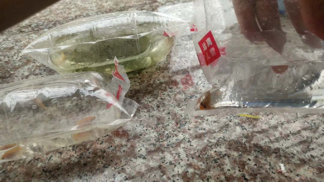 传说中最难养的七彩神仙苗子到了,试试能养多久