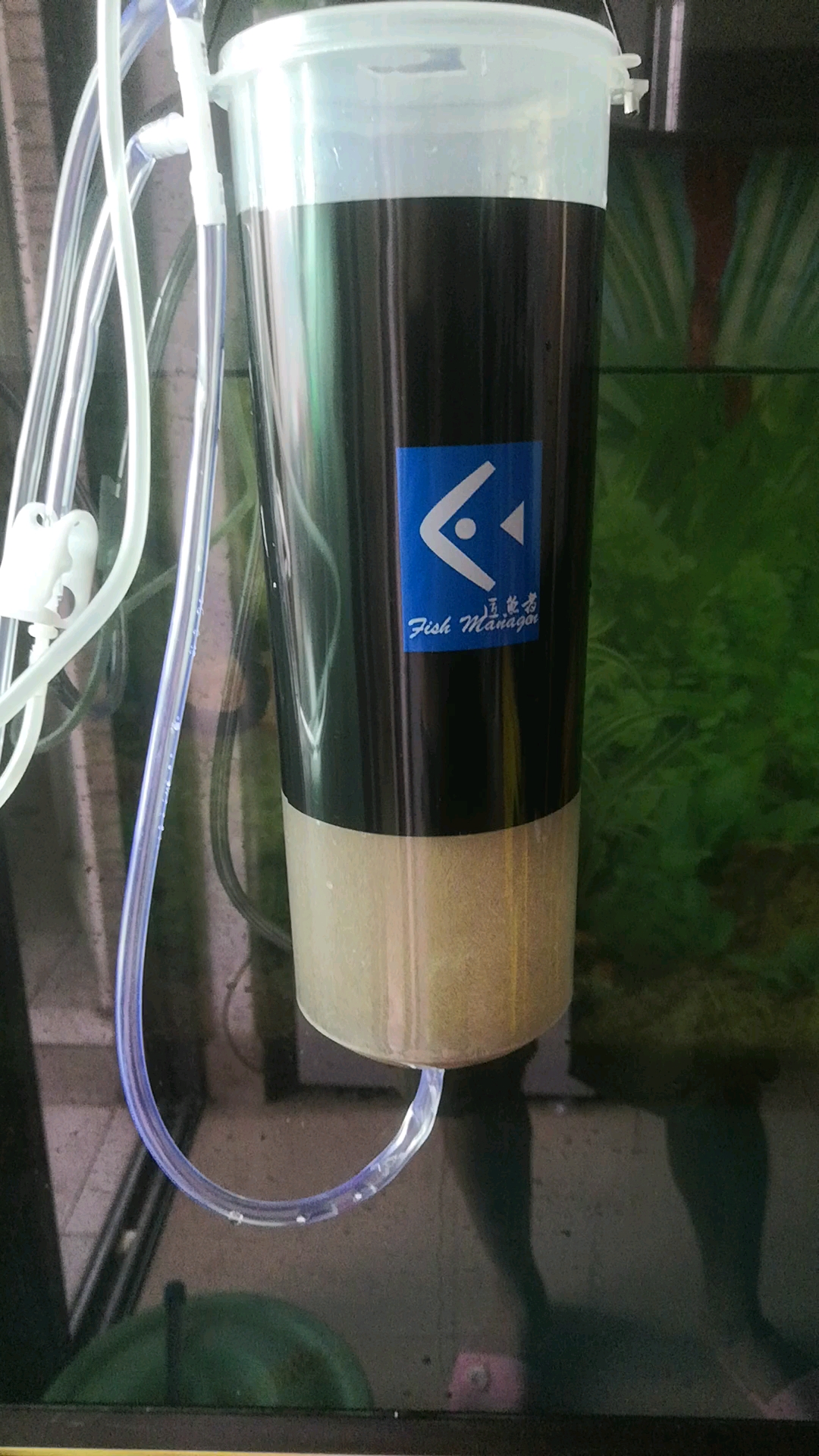 蓝白蝶翼大C孔雀鱼鱼仔第8天,孵化丰年虾喂鱼仔