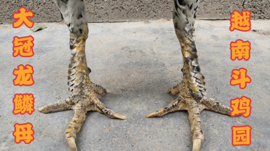 这只龙鳞腿母鸡的是越南斗鸡吗?现在六斤半左右,快下蛋了