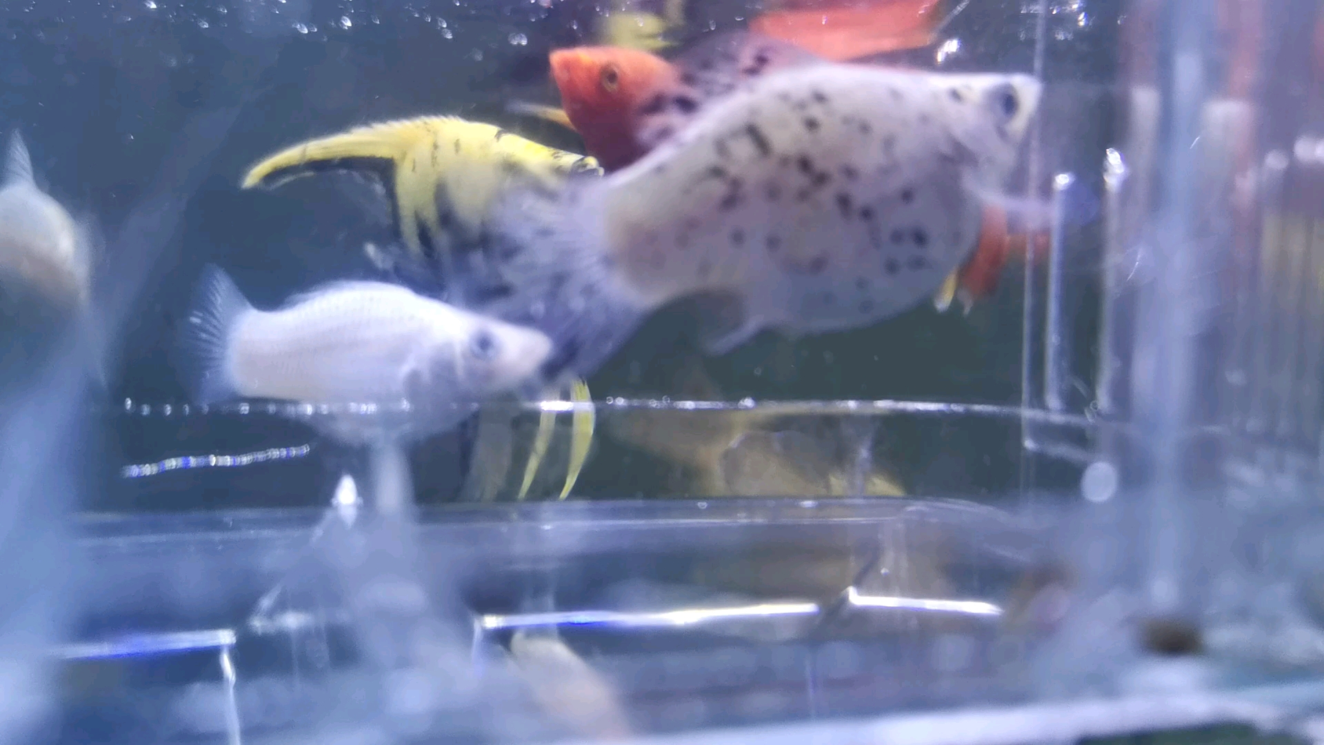 母皮球鱼繁殖小鱼