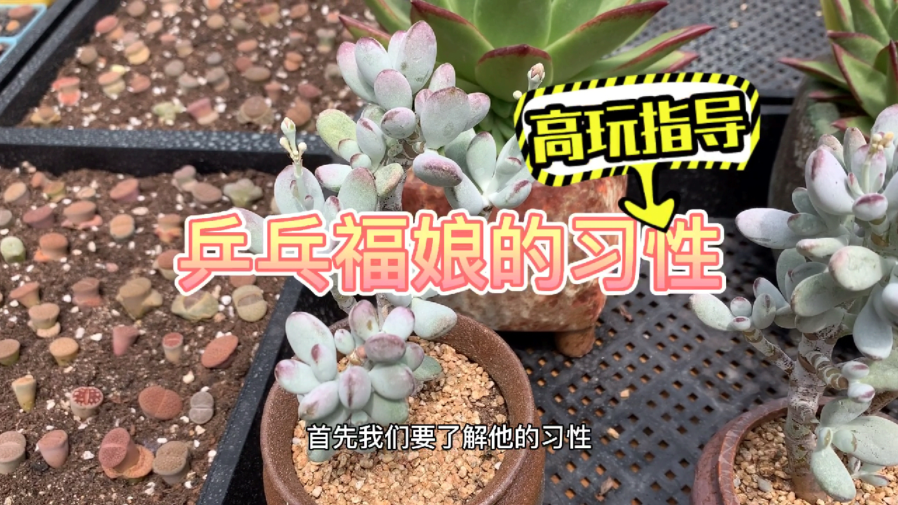 多肉植物之乒乓福娘-养护纯干货