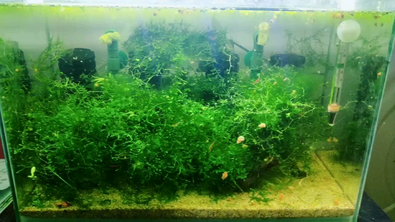 45缸养着各类莫斯慕斯,里面现在养着樱花虾和极火虾
