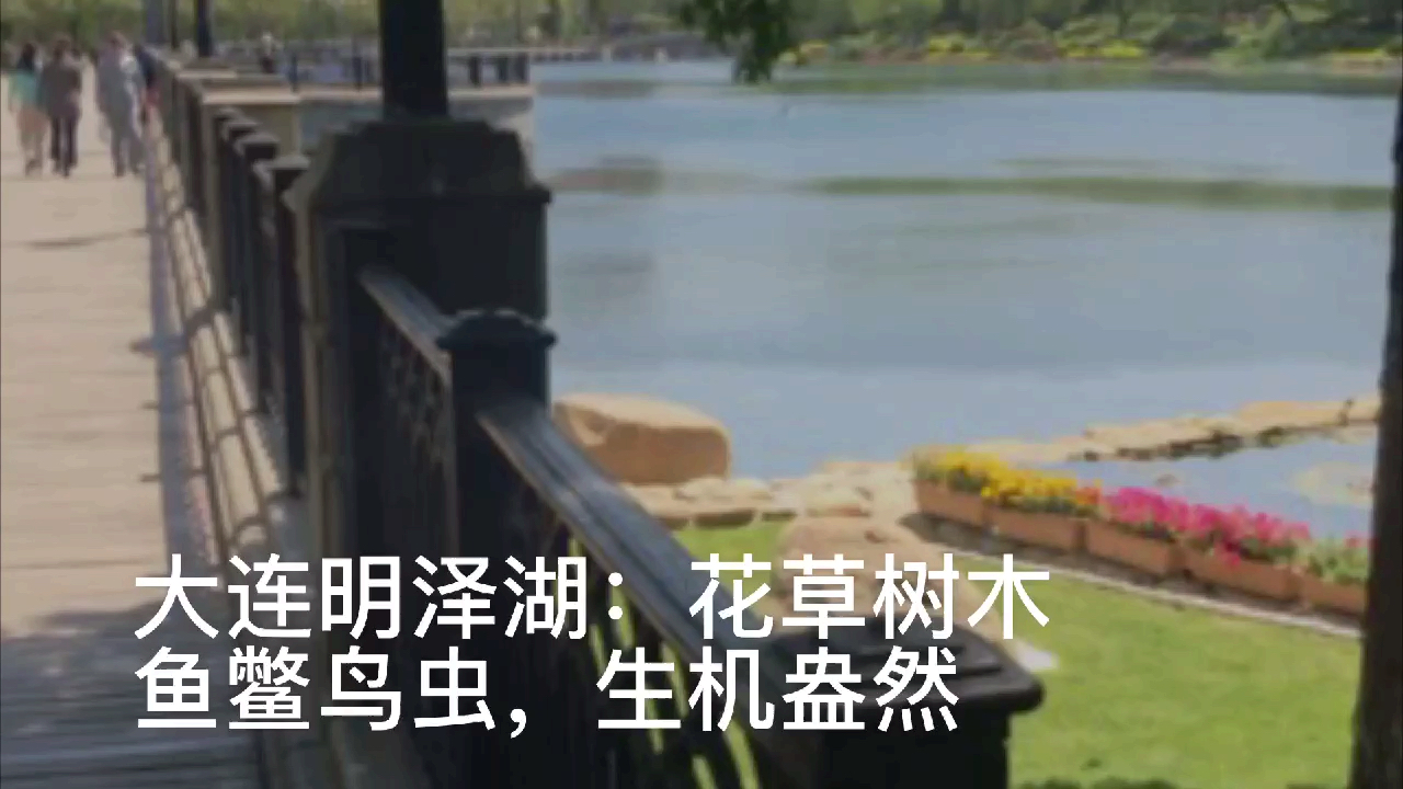大连明泽湖:湖水清澈明亮,花草树木鱼鳖鸟虫,生机盎然