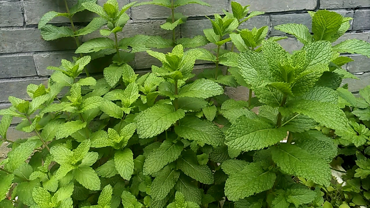 薄荷也叫鱼香草,你认识吗