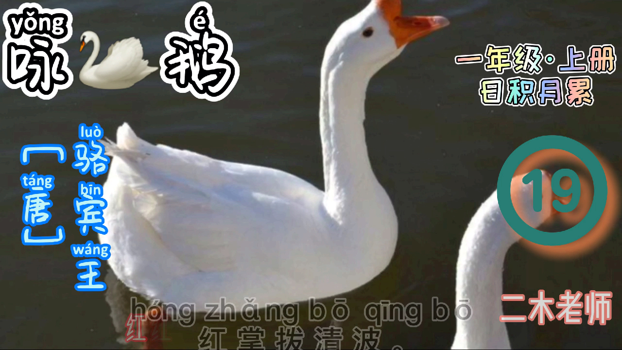 小学必背古诗之咏鹅:鹅鹅鹅 曲项向天歌 白毛浮绿水 红掌拨清波