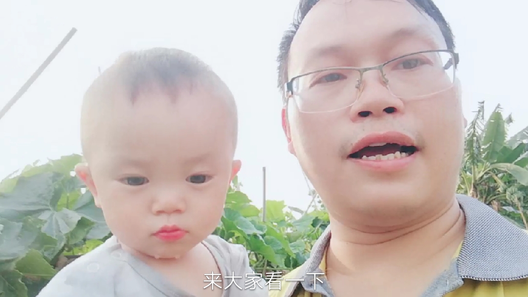 消失的广东名菜:野葛菜煲生鱼!不仅美味还营养丰富,可惜找不到