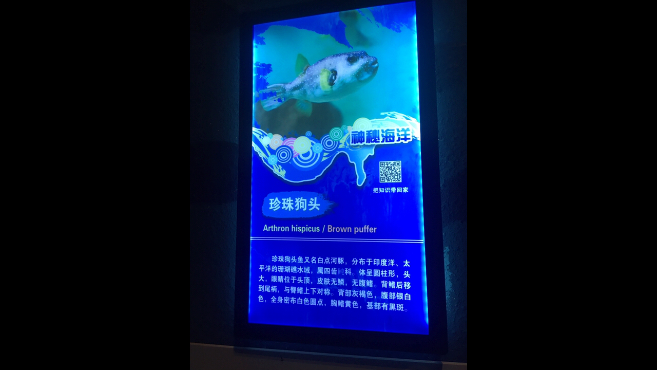 赣州极地海洋世界—珍珠狗头