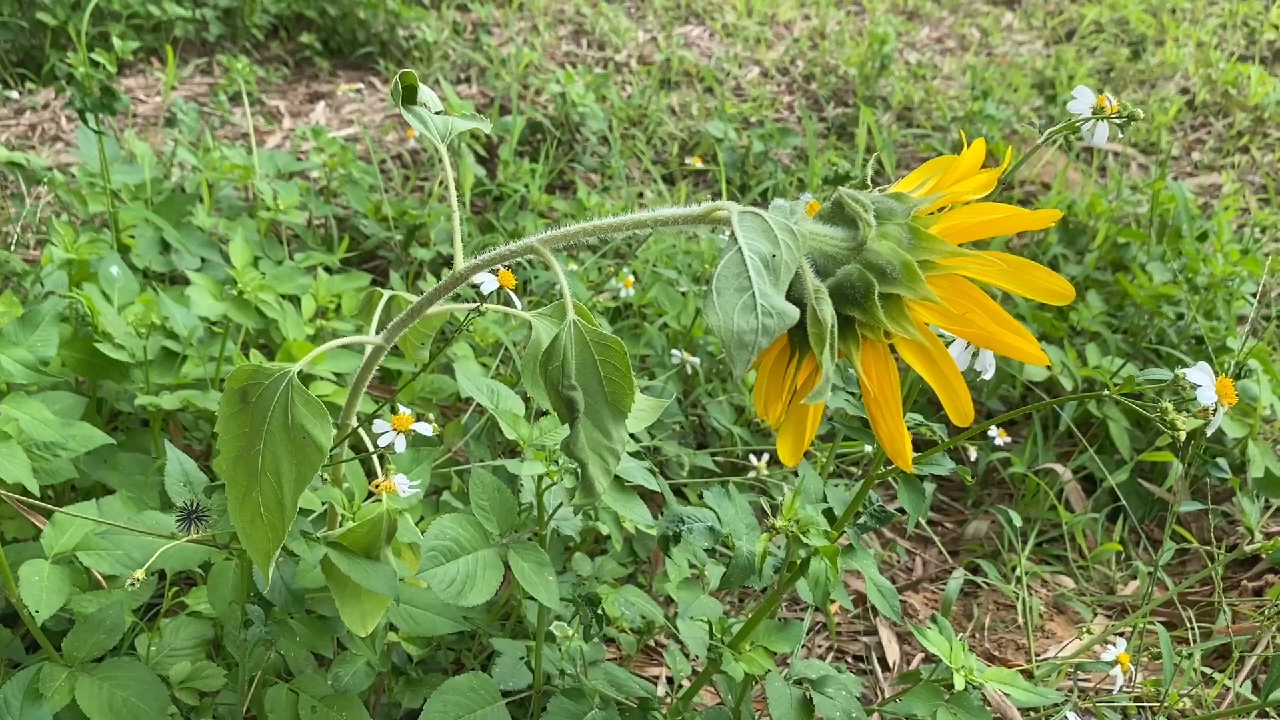 [图]农村野外惊现野生植物,小伙子喊我拿回家里种,这植物叫什么