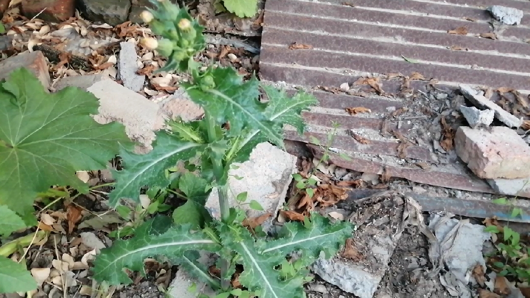 带您认识花叶滇苦菜这种野菜,它有啥用途和哪些人不能吃