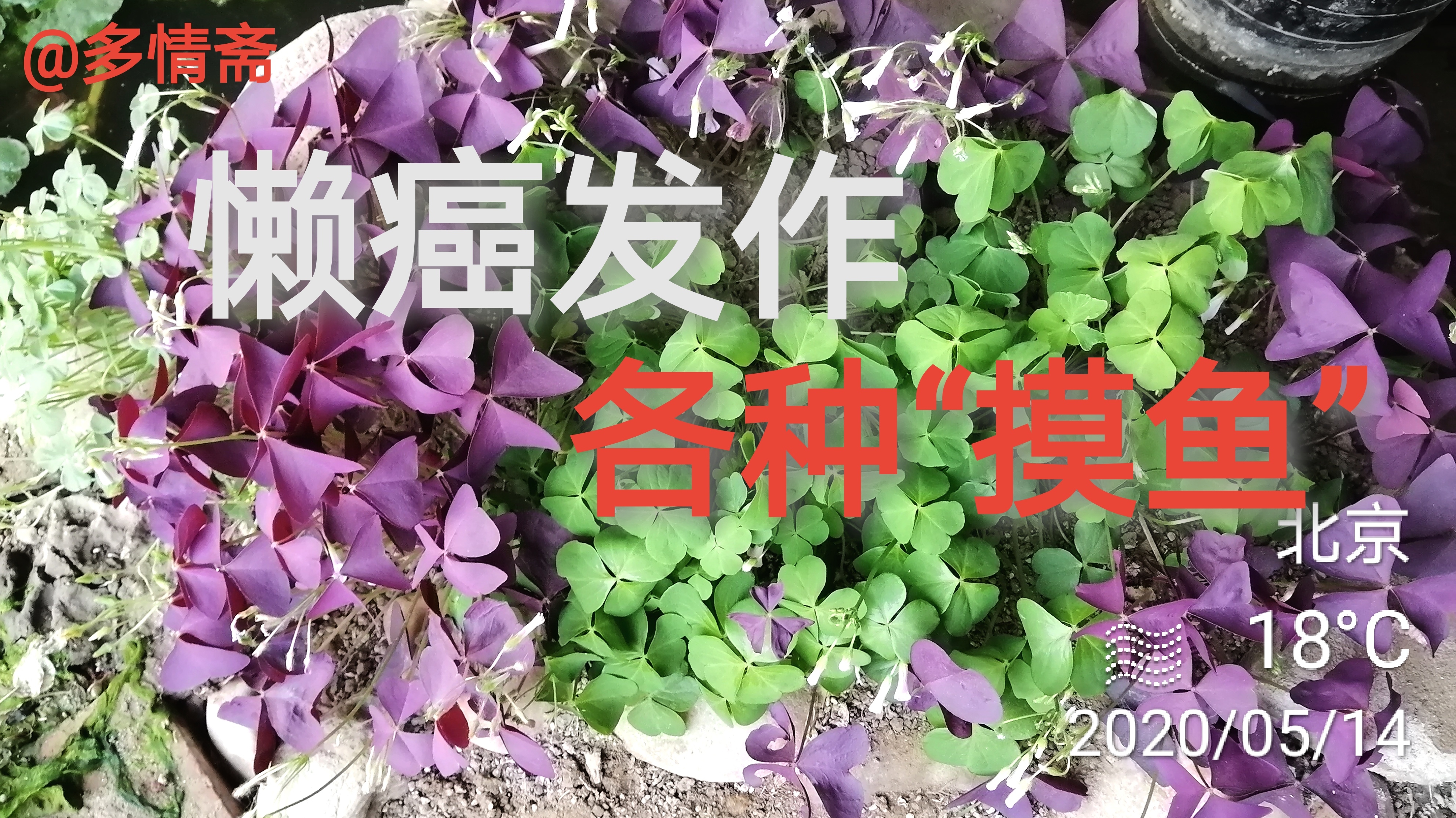 多肉荒棚开荒记(51)不想干活不想干活不想干活,重要的事情说三