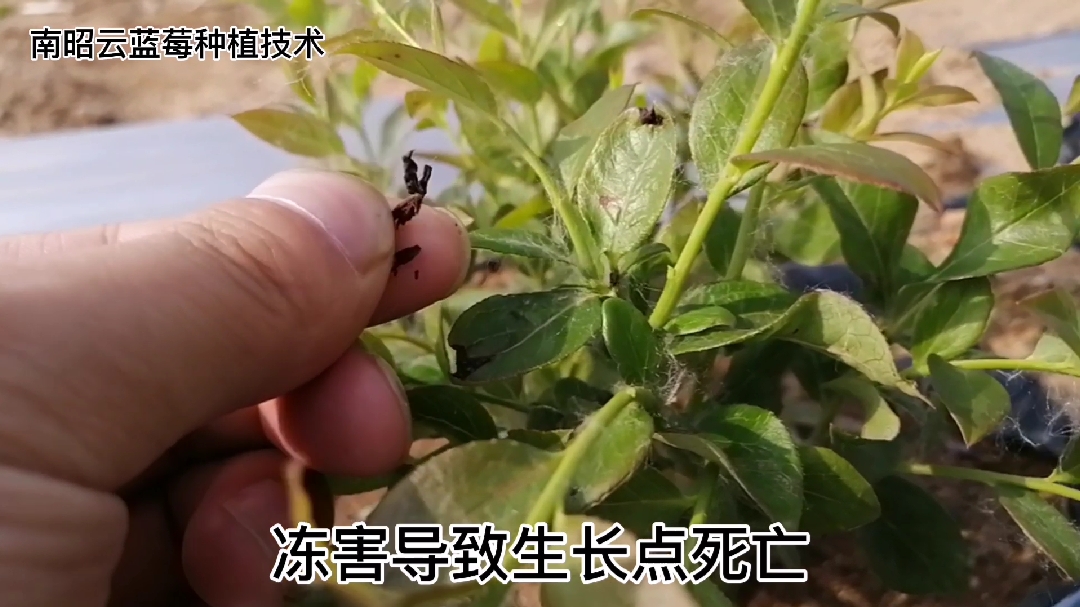 蓝莓小苗生长中存在的问题及管理要点