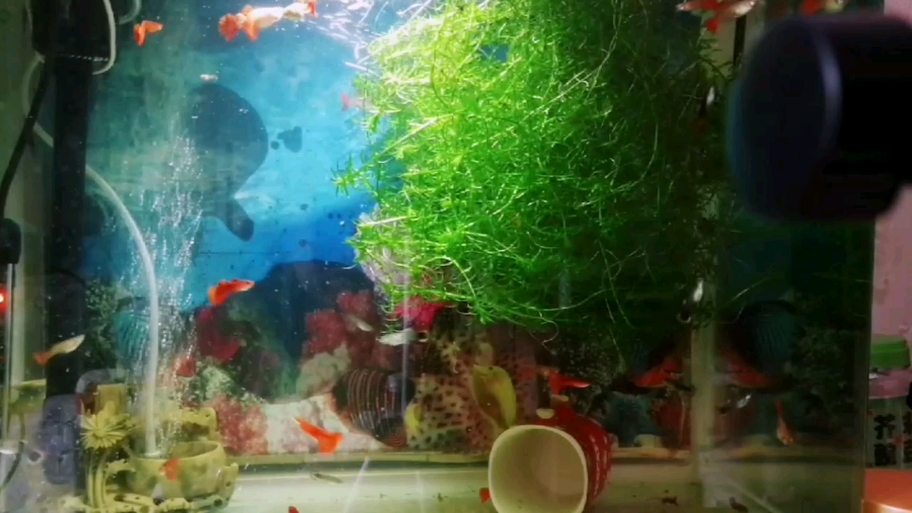 孔雀鱼的繁殖若干问题解答