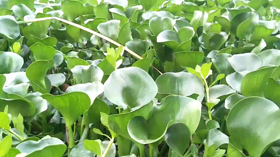 这是什么植物,我见的次数不多,朋友谁能告诉我它的学名叫什么?