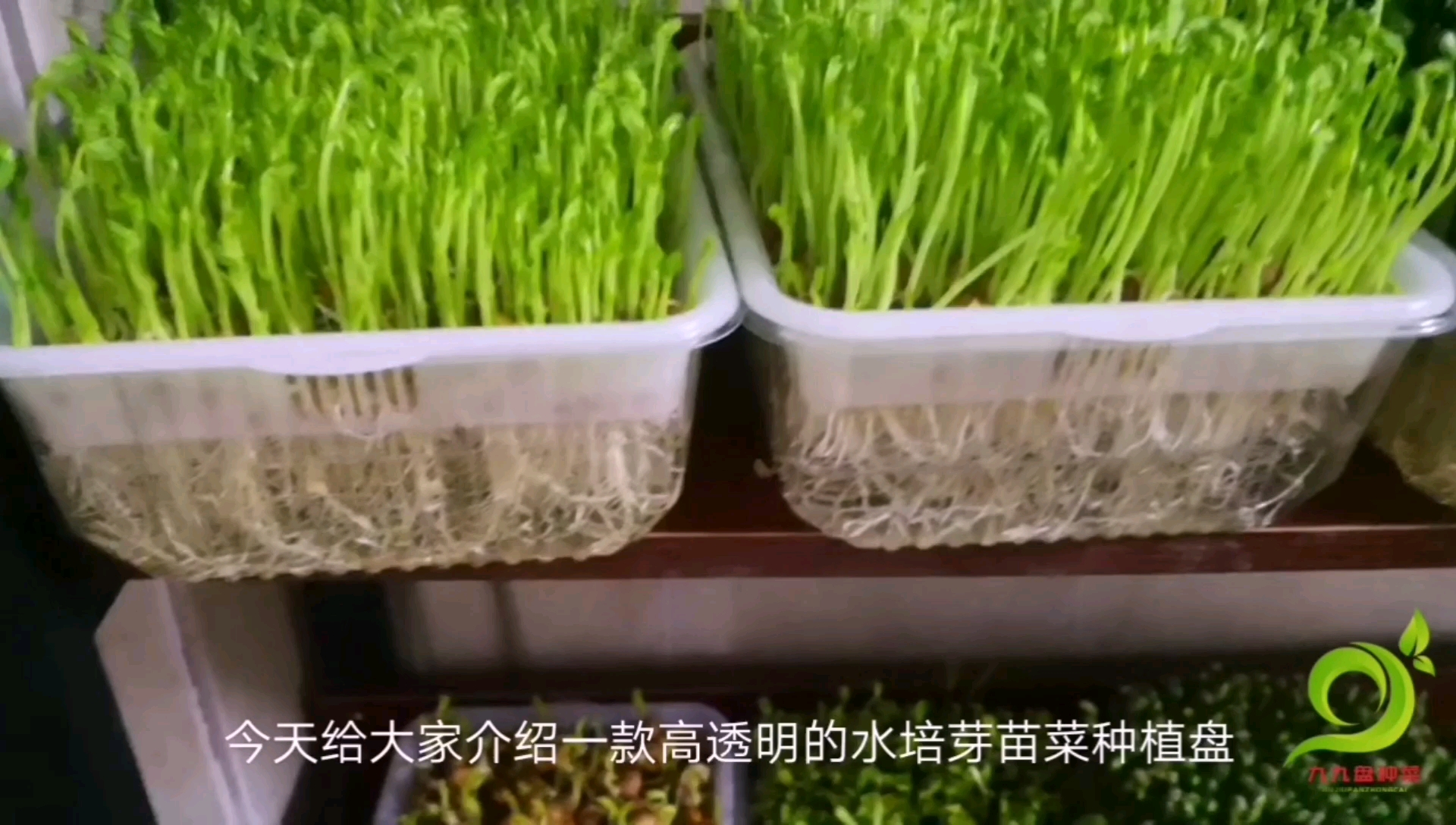能种各种菜的高透明水培芽苗菜种植盘
