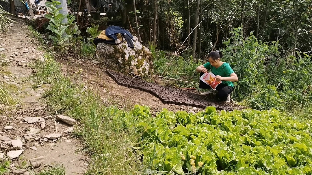 四川大山里的农民好辛苦,山高坡陡只能用传统方式种植农作物