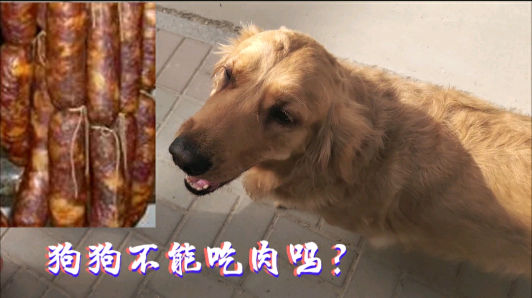 狗狗不能吃肉吗?长期吃人吃的肉会有什么症状表现?