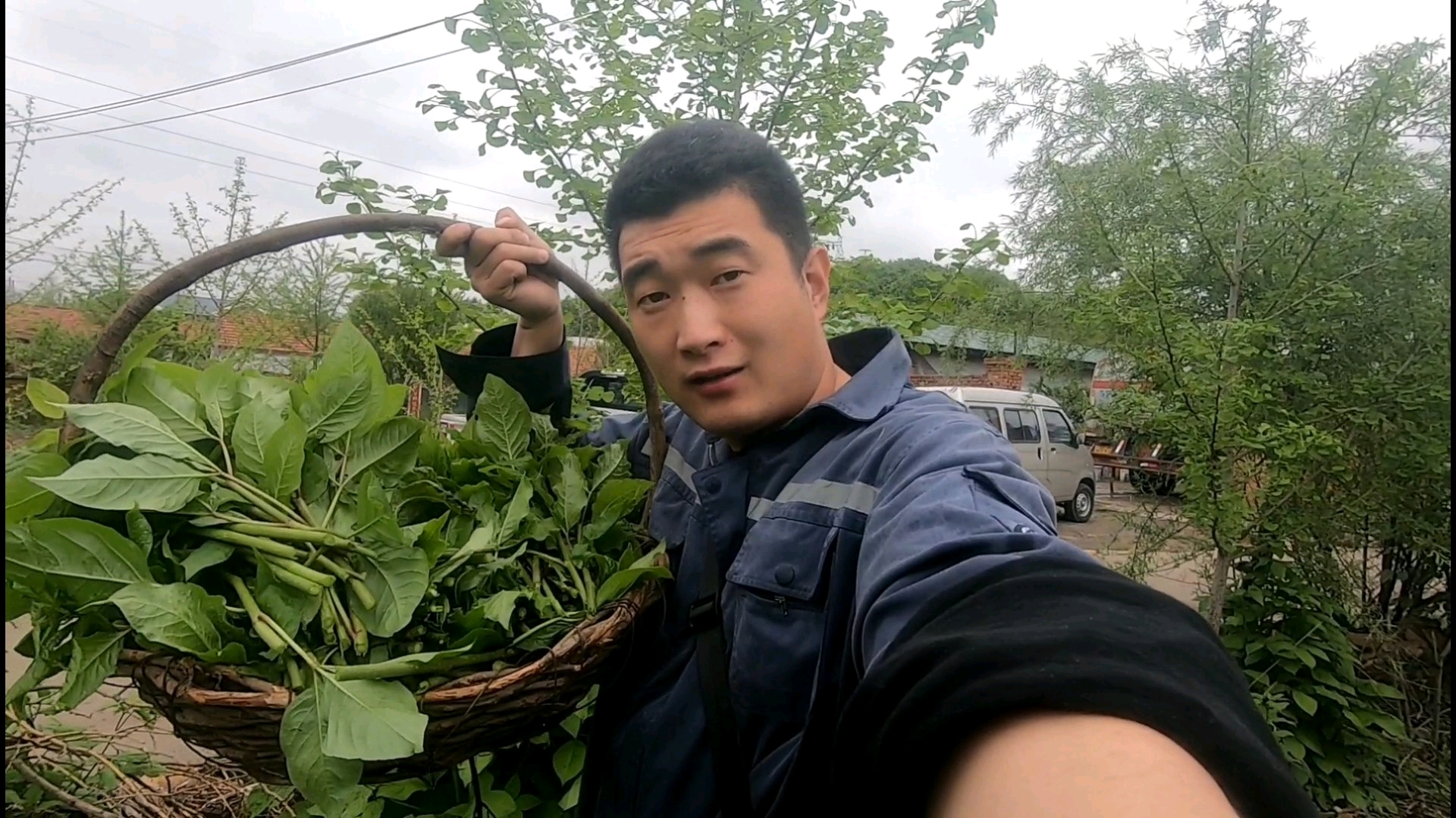 这就是刺五加,东北生长在树上的野菜,你吃过吗?
