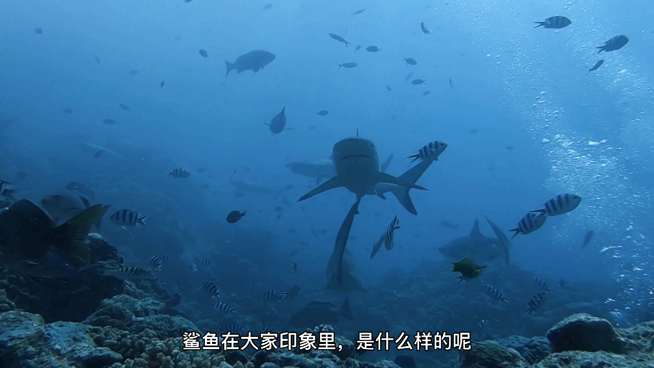 潜世界 ·潜水遇到鲨鱼 上  潜入海洋 探寻那片一望无际的深蓝