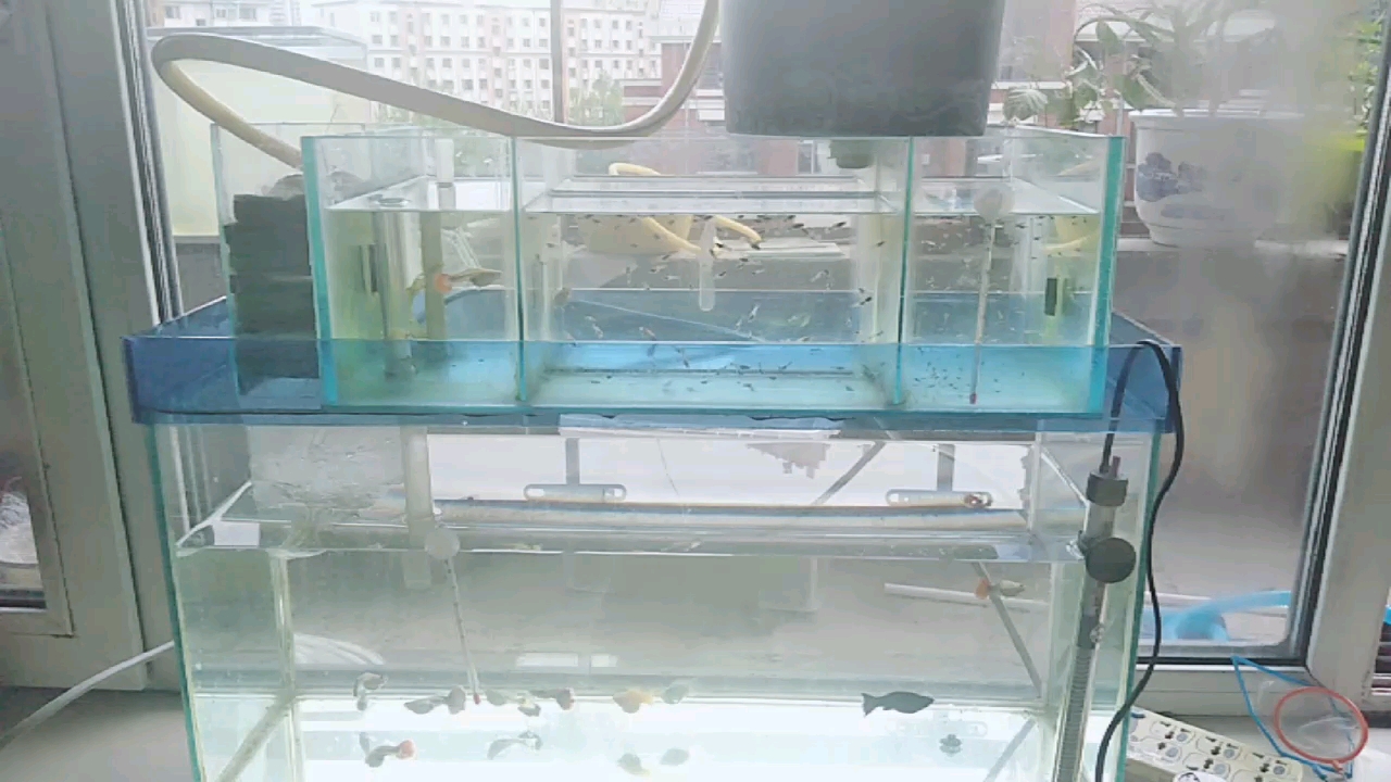 沙子也能过滤鱼缸的水,感觉还可以