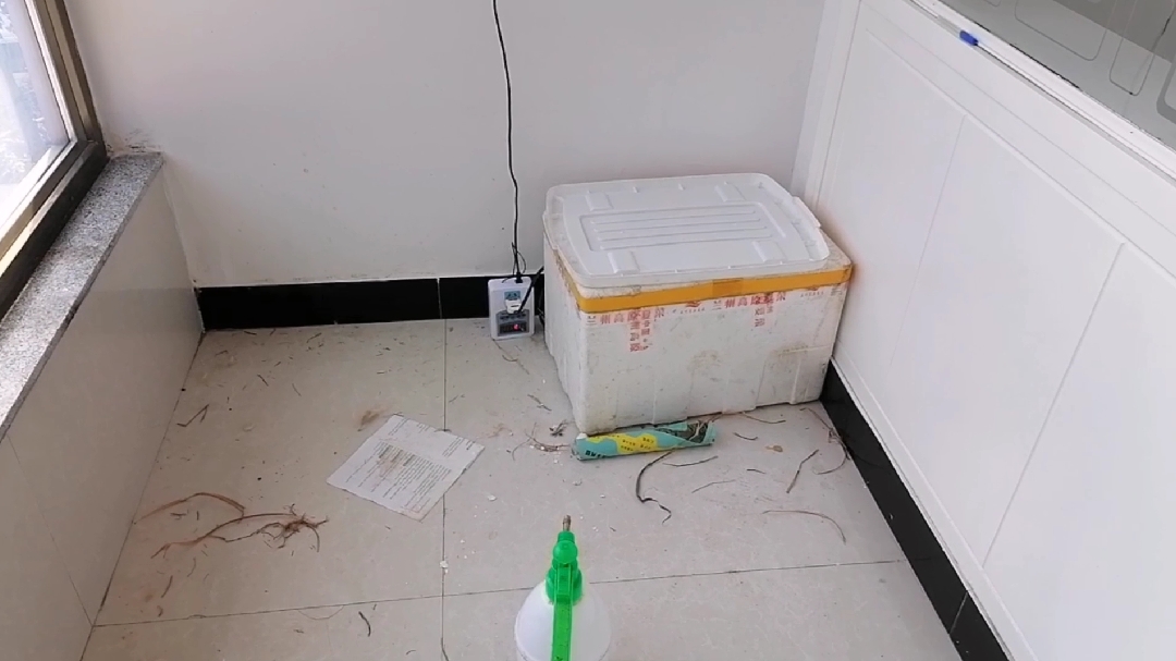 我把鸡蛋放进泡沫箱里二十天了,今天去喷水凉蛋开箱竟有意外发现