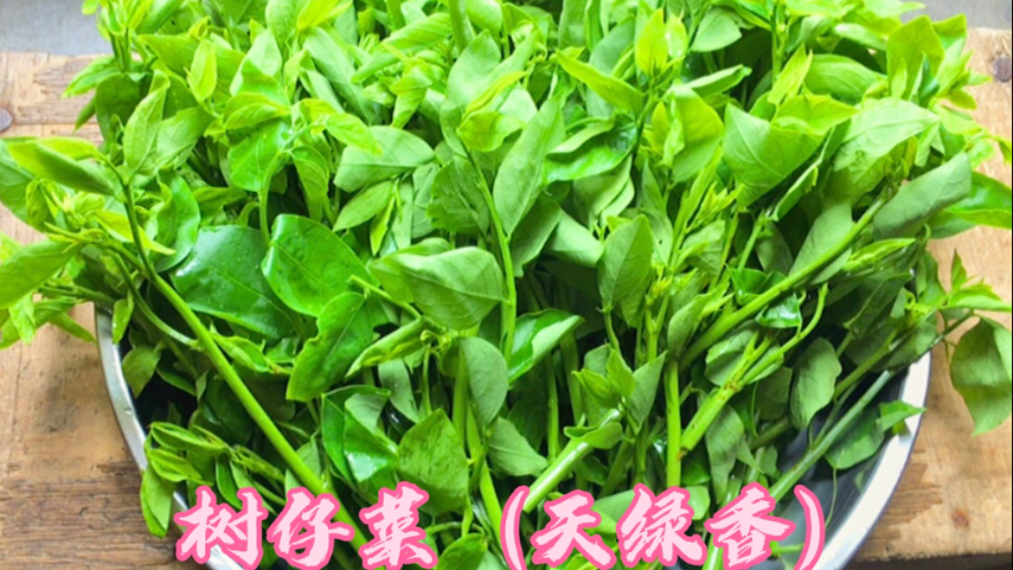 野菜树仔菜，用广东潮汕做法好，野香浓郁 清脆可口 营养不流失