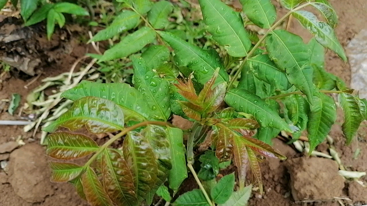 认识真正的香椿树