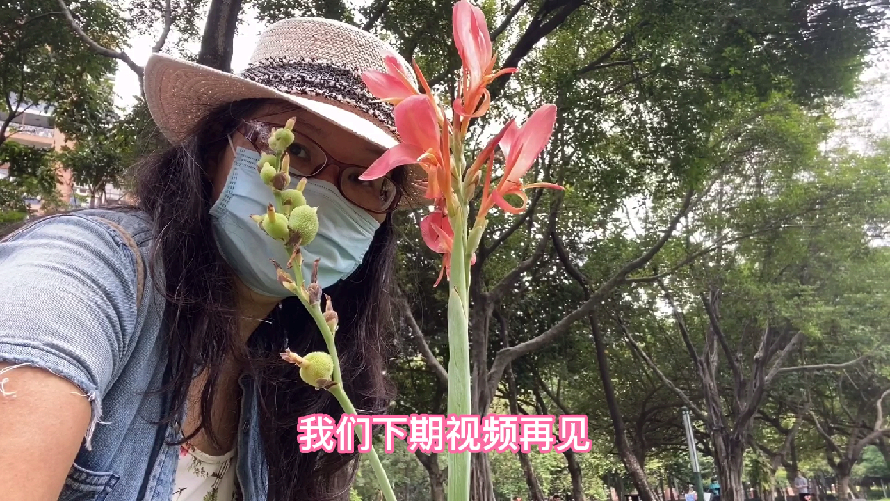 美人蕉,美丽的植物,根茎叶都有不同的作用,你们知道吗?
