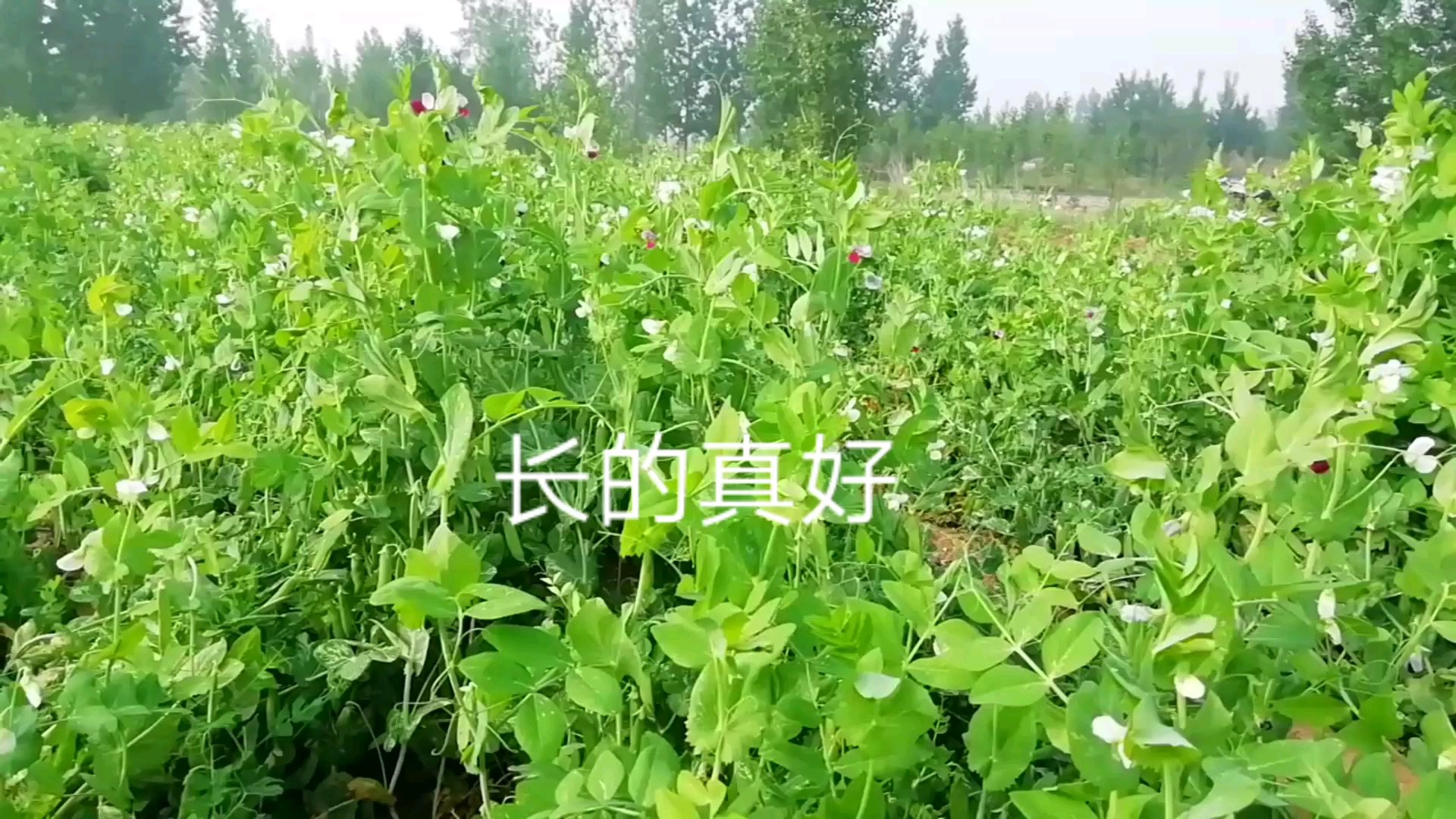 无骨鱼真好吃    看青岛老梁怎么做