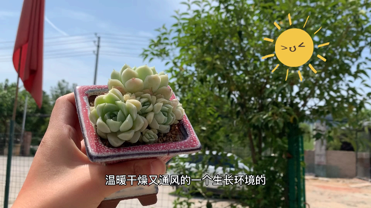 多肉植物之阿尔巴白月影-养护纯干货