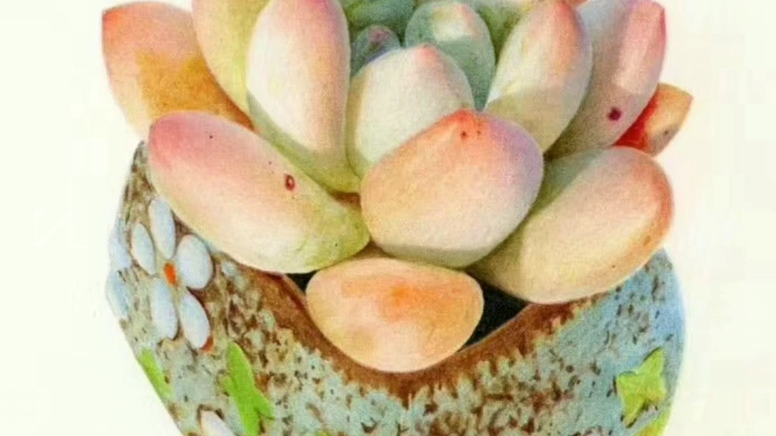 学生用彩色铅笔画的多肉植物,逼真吧!
