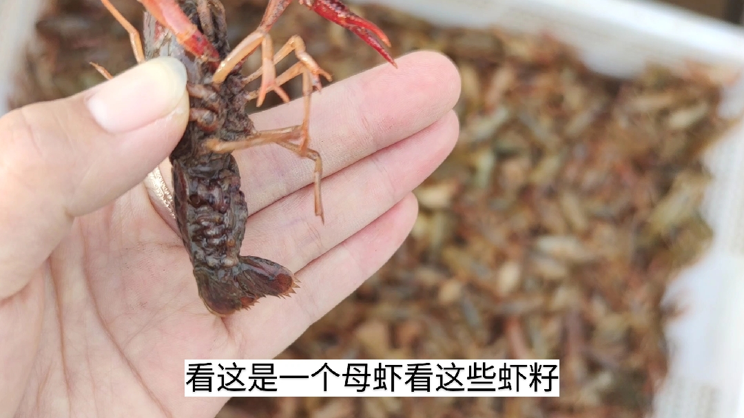 这个季节龙虾依然抱籽,龙虾苗多的愁坏养殖户,这样规划见利才快