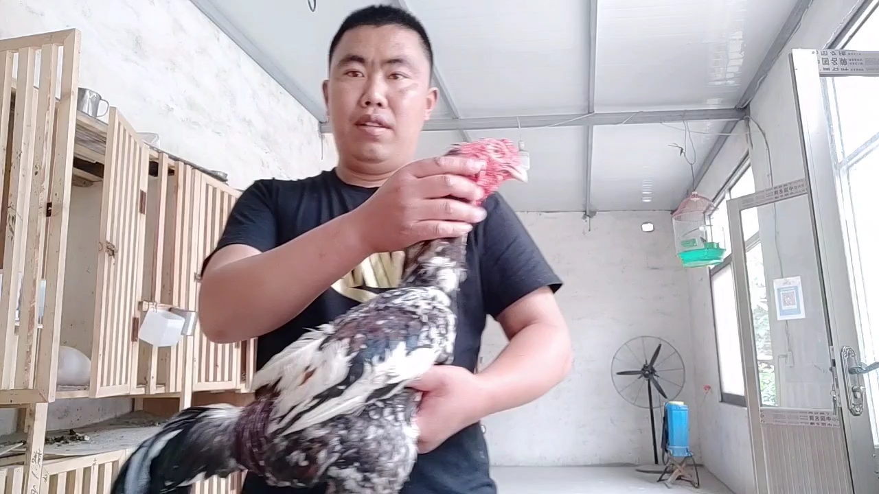 精品花将军越南斗鸡