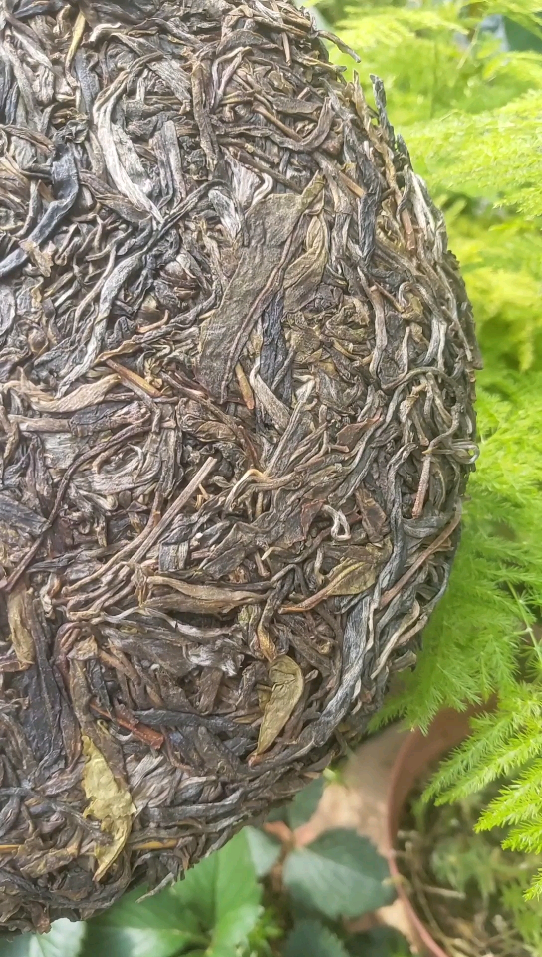 云南七子饼茶,无量山老树,生茶,高端357克普洱茶