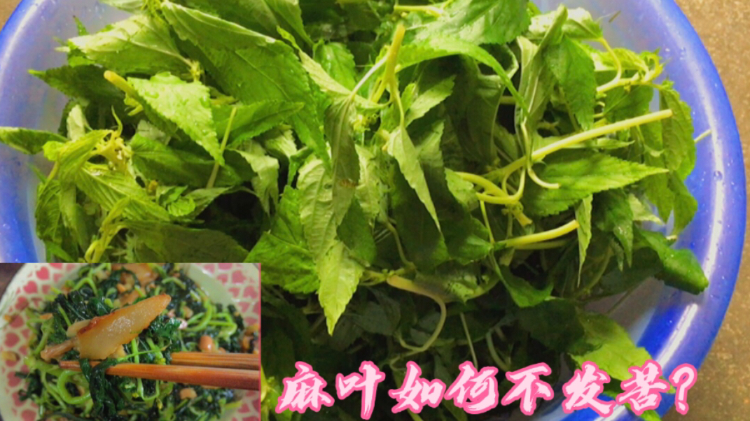 炒麻叶切记不能直接下锅,用这潮汕做法,色泽翠绿,入味不发苦