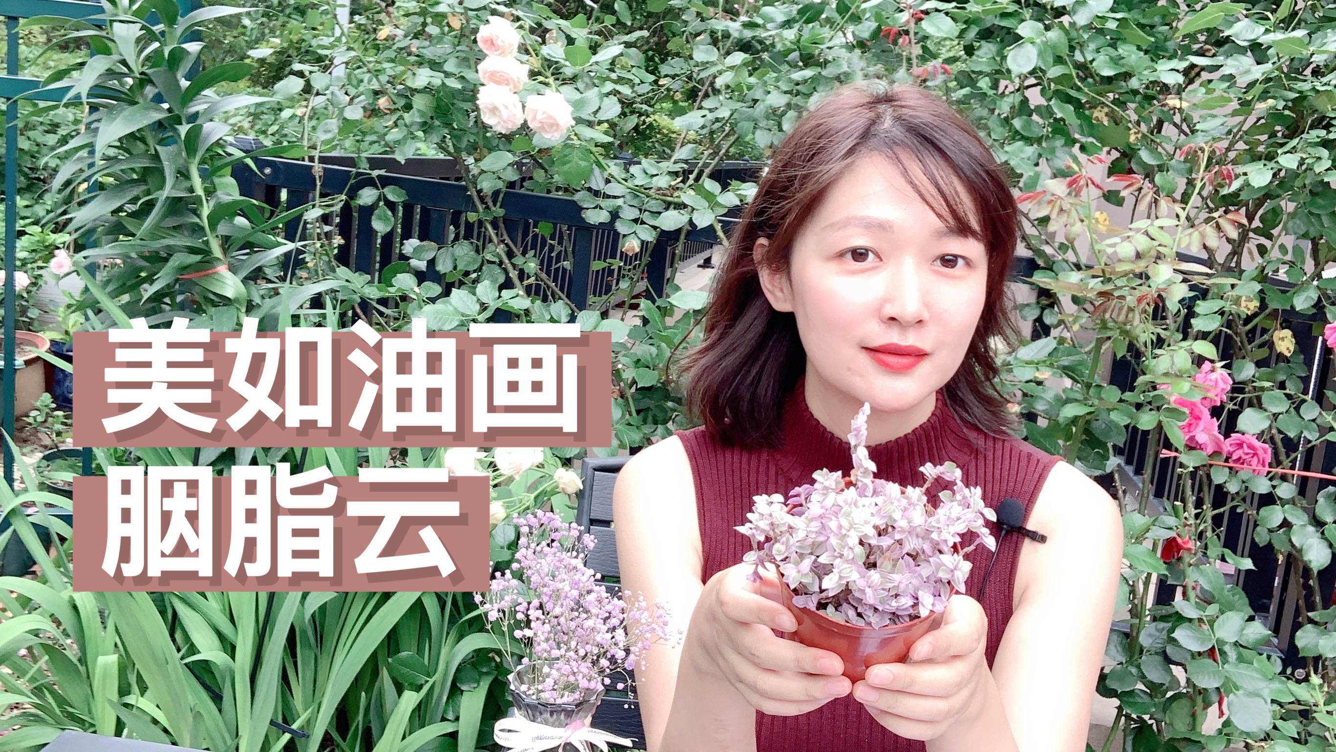 像油画一样好看的多肉“胭脂云”,比绿萝还好养