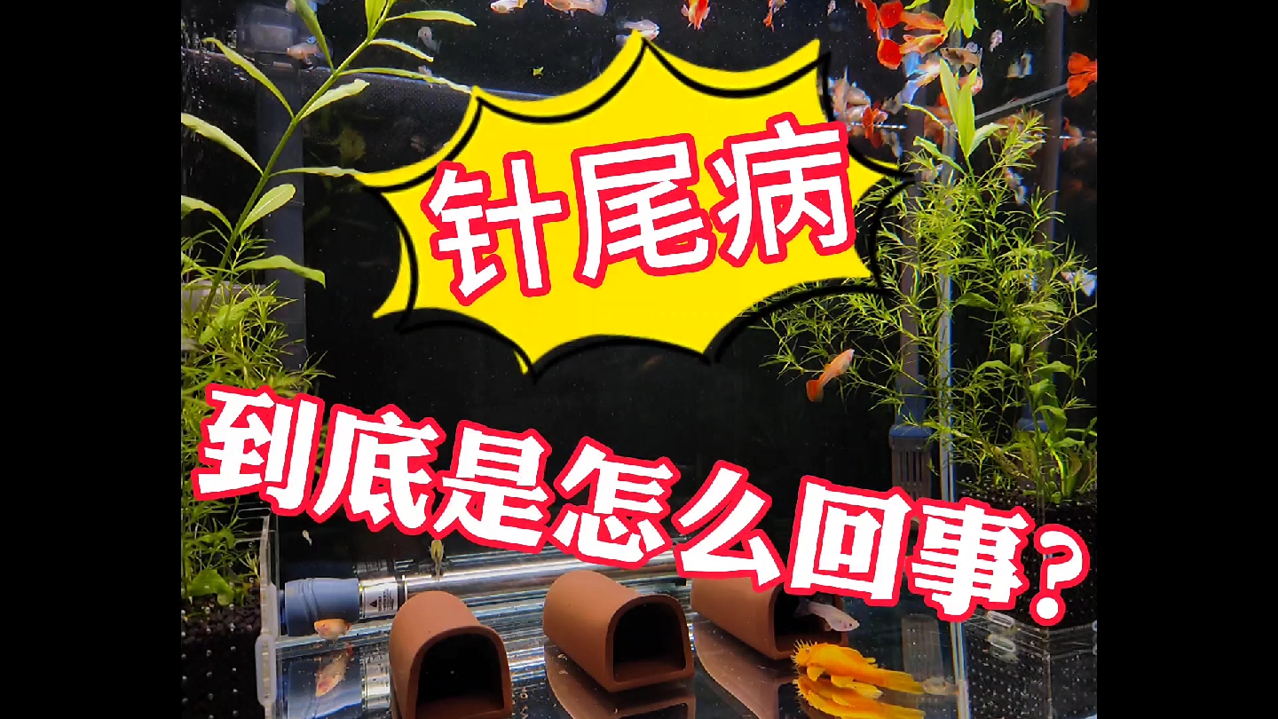 孔雀鱼得针尾病你束手无策?涨知识,原来针尾病是这么回事