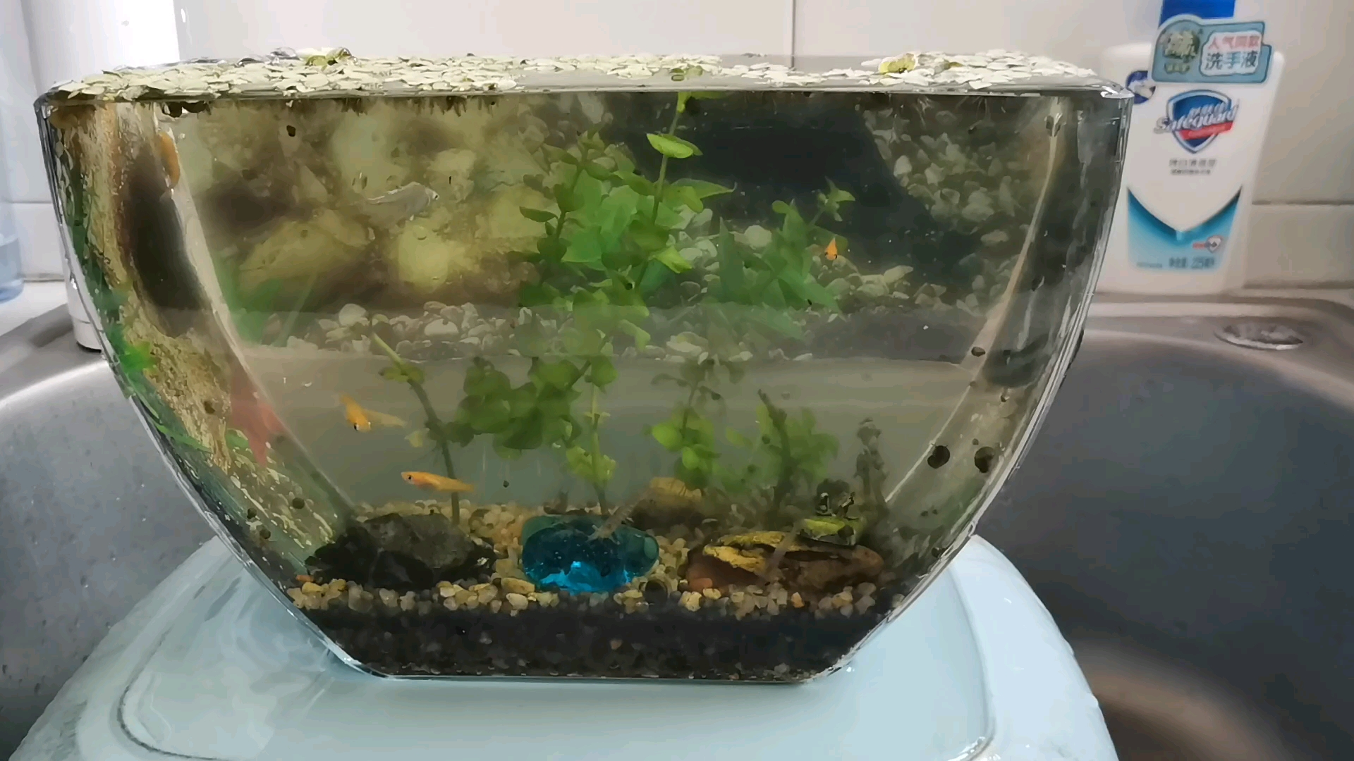 苹果螺繁殖能力太强,太容易爆缸,看我如何抓苹果螺!都无需动手