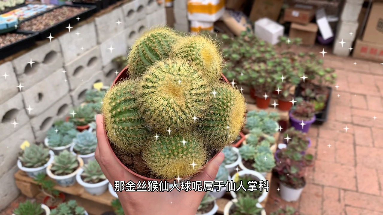 多肉植物之仙人掌科金丝猴-养护纯干货