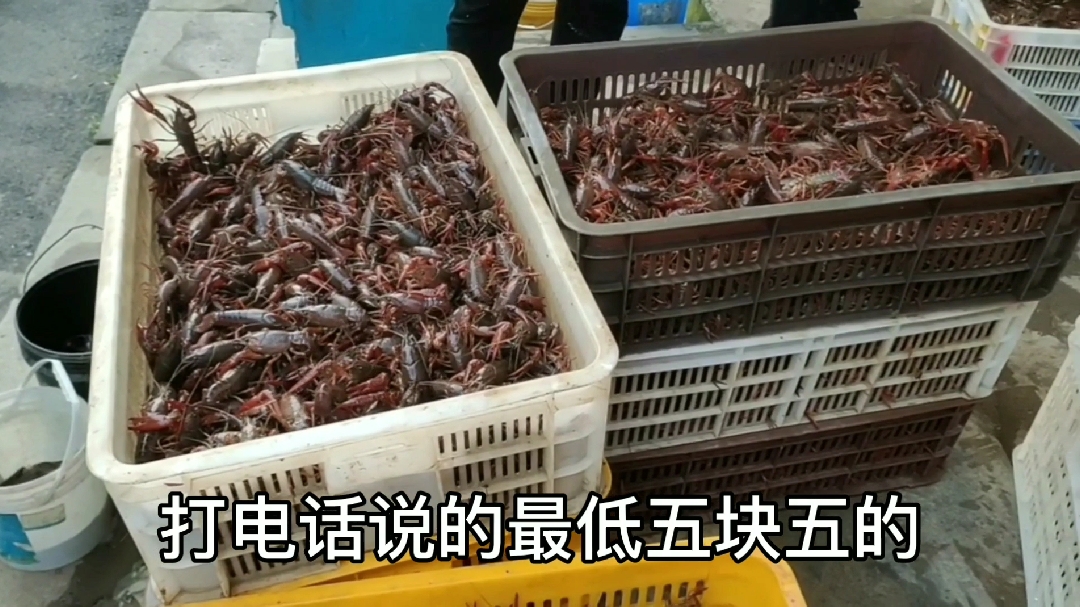 实地感受龙虾养殖户销售,这样的价格,你还满意吗