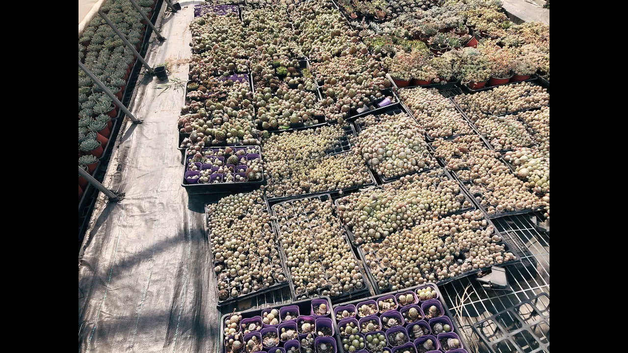 露养的多肉就是不娇气,好看,这个多肉叫爱尔兰薄荷