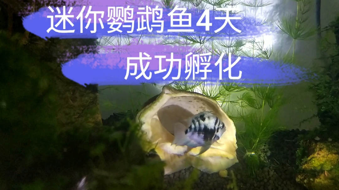 迷你鹦鹉鱼第三次才孵化顺利孵出。但大鱼为什么又给搬家呢?