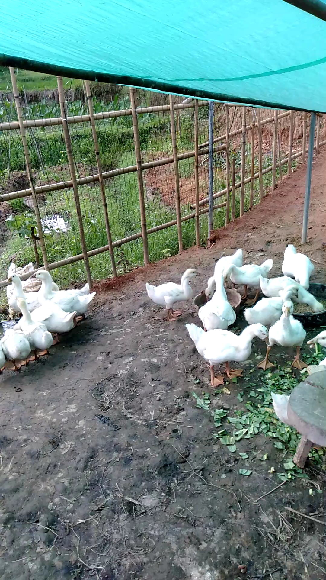 青春少年无敌小白鹅