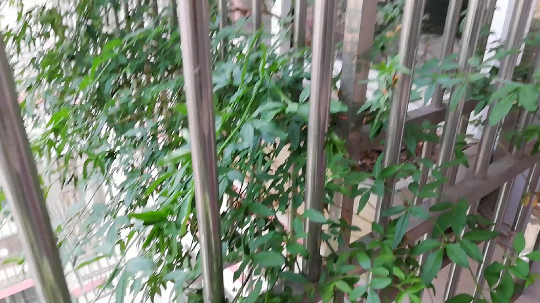 窗台上的小花园:迎春花、多肉