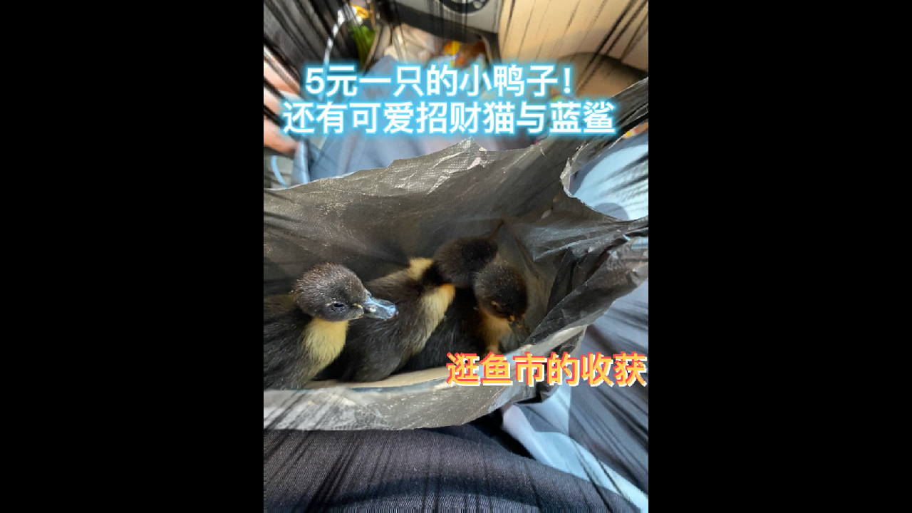 大连香炉礁鱼市5元一只小鸭子 还有超萌招财猫蓝鲨