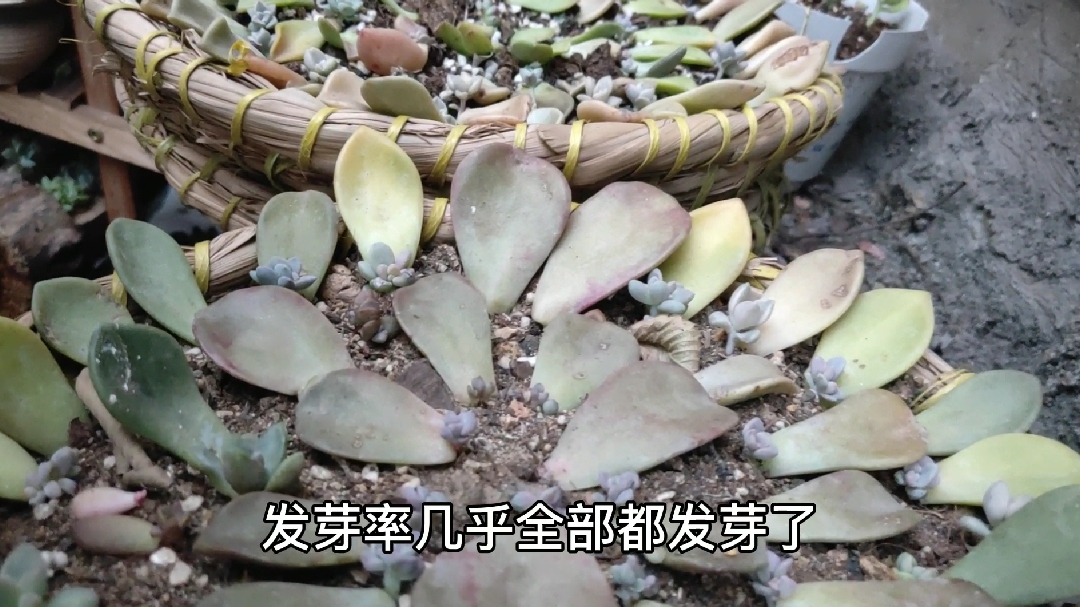 养了18天的多肉叶插苗今天终于跟我见第一面了,放的太高没管过它
