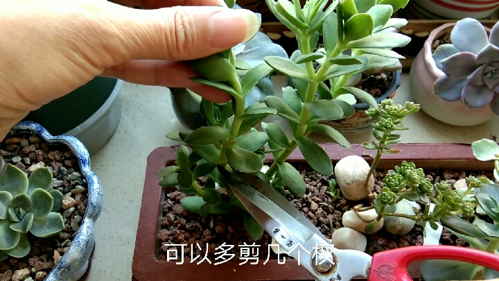 多肉繁殖就这么简单,给天狗之舞修个枝就能扦插,一棵变多棵